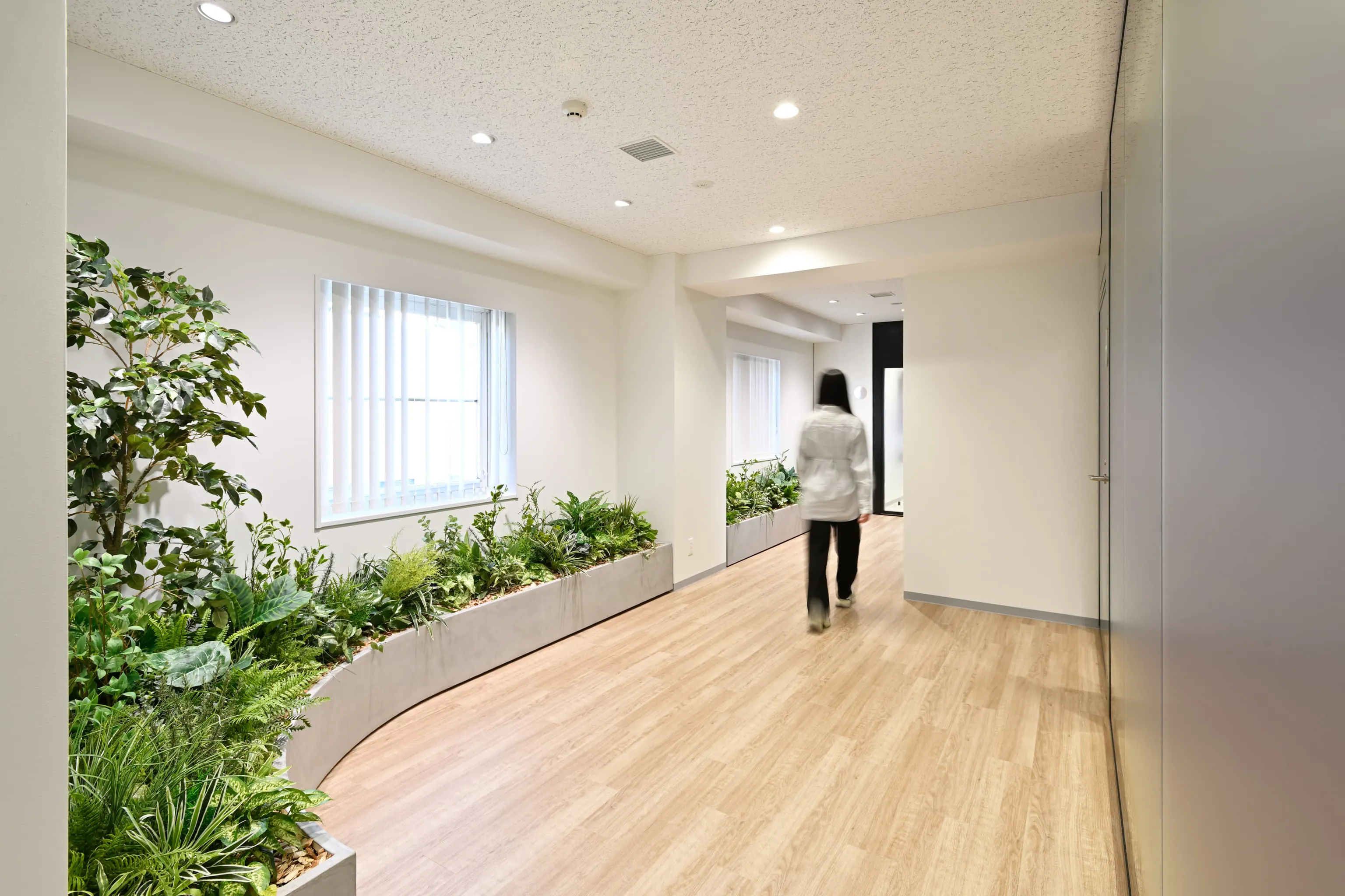 株式会社岡本工作機械製作所 様の事例写真／[1F廊下]VIPルームへ続く廊下には、柔らかな木目の床と植栽が配されています。窓からの自然光と曲線により、明るく奥行きのある印象に。来訪者の安心感を高め、落ち着いた気持ちで対話の場へ向かえる通路になっています。